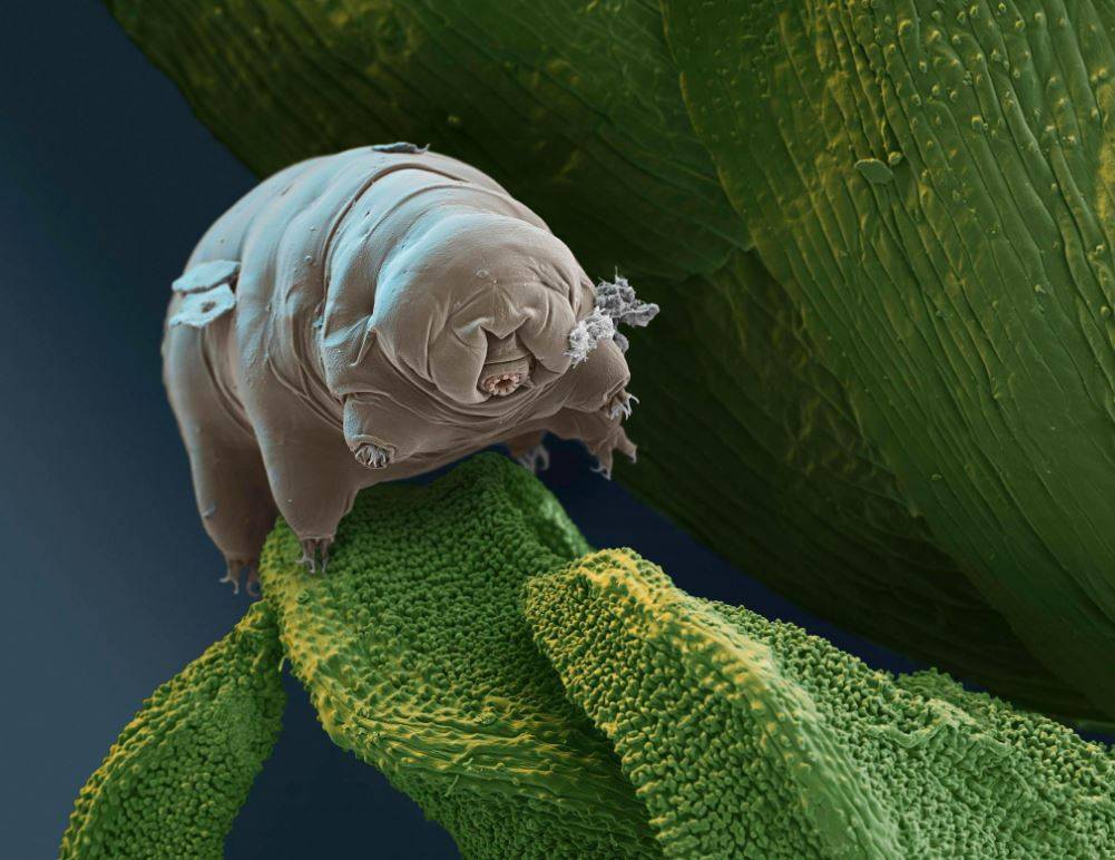 Tardigrad nedir? 15